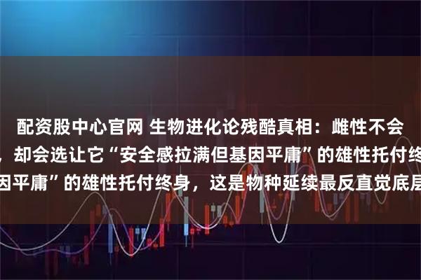 配资股中心官网 生物进化论残酷真相：雌性不会选择基因最优秀的雄性，却会选让它“安全感拉满但基因平庸”的雄性托付终身，这是物种延续最反直觉底层逻辑